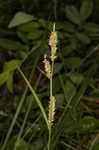 Buxbaum's sedge